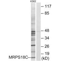 Western blot analysis of extracts from K562 cells, using MRPS18C antibody.Rabbit anti-Human MRPS18C Polyclonal Antibody