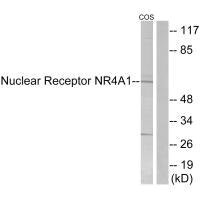 Western blot analysis of extracts from COS-7 cells, using Nuclear Receptor NR4A1 (Ab-351) antibody.Rabbit anti-Human NR4A1 Polyclonal Antibody