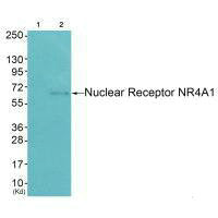 Western blot analysis of extracts from HepG2 cells (Lane 2), using Nuclear Receptor NR4A1 (Ab-351) antiobdy. The lane on the left is treated with synthesized peptide.Rabbit anti-Human NR4A1 Polyclonal Antibody
