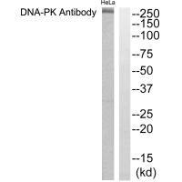 Western blot analysis of extracts from HeLa cells using DNA-PK antibody.Rabbit anti-Human PRKDC Polyclonal Antibody