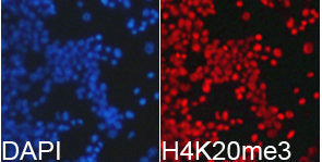 Immunofluorescence analysis of 293T cell using H4K20me3 antibody. Blue: DAPI for nuclear  staining.Rabbit anti-Human HIST3H3 Polyclonal Antibody