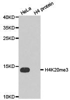 Western blot analysis of extracts of HeLa cell line and H4 protein expressed in E.coli., using H4K20me3 antibody.Rabbit anti-Human HIST3H3 Polyclonal Antibody
