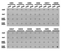 Dot-blot analysis of all sorts of methylation  peptides using H4K20me3 antibody.Rabbit anti-Human HIST3H3 Polyclonal Antibody