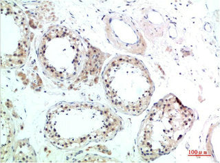 Immunohistochemical analysis of paraffin-embedded Human Testis Tissue using HSC70 Rabbit pAb diluted at 1:200Rabbit anti-Human HSPA8 Polyclonal Antibody