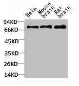 Western blot analysis of 1) Hela Cell Lysate, 2)Mouse Brain Tissue Lysate, 3) Rat Brain Tissue Lysate using HSC70 Rabbit pAb diluted at 1:2000.Rabbit anti-Human HSPA8 Polyclonal Antibody