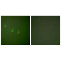 Immunofluorescence analysis of COS7 cells, using OCT2 antibody.Rabbit anti-Human POU2F2 Polyclonal Antibody