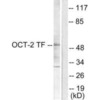 Western blot analysis of extracts from COS7 cells, using OCT2 antibody.Rabbit anti-Human POU2F2 Polyclonal Antibody