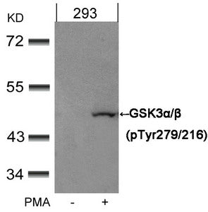 Western blot analysis of extracts from 293 cells untreated or treated with PMA using GSK3α/β(Phospho-Tyr279/216) Antibody.Rabbit anti-Human GSK3A/GSK3B Polyclonal Antibody