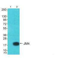 Western blot analysis of extracts from A549 cells (Lane 2), using JM4 antiobdy. The lane on the left is treated with systhesized peptide.Rabbit anti-Human PRAF2 Polyclonal Antibody