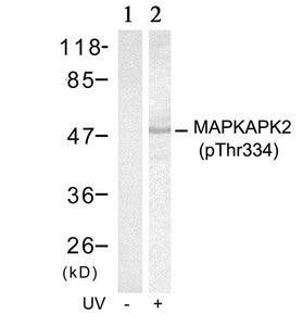 Western blot analysis of extracts from Hela cells untreated(lane 1) or treated with UV(lane 2) using MAPKAPK-2(Phospho-Thr334) Antibody.