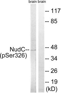 Western blot analysis of extracts from rat brain cells, using NudC (Phospho-Ser326) antibody. The lane on the right is treated with the synthesized peptide.Rabbit anti-Human NUDC Polyclonal Antibody