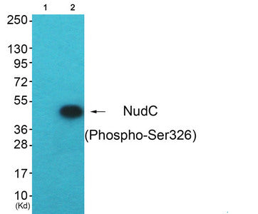 Western blot analysis of extracts from HepG2 cells (Lane 2), using NudC (Phospho-Ser326) Antibody. The lane on the left is treated with synthesized peptide.Rabbit anti-Human NUDC Polyclonal Antibody