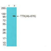 Western blot analysis of extracts from colo cells (Lane 2), using TTK (Ab-676) antiobdy. The lane on the left is treated with synthesized peptide.Rabbit anti-Human TTK Polyclonal Antibody