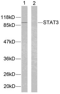 Western blot analysis of extracts from Hela cells using STAT3(Ab-705) Antibody(lane 1Rabbit anti-Human STAT3 Polyclonal Antibody