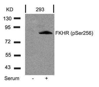 Western blot analysis of extracts from 293 cells untreated or treated with serum using FKHR(Phospho-Ser256) Antibody.Rabbit anti-Human FOXO1 Polyclonal Antibody