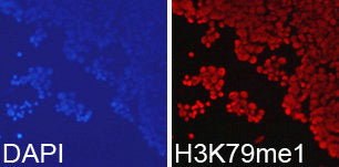 Immunofluorescence analysis of 293T cell using  H3K79me1 antibody. Blue: DAPI for nuclear staining.Rabbit anti-Human HIST3H3 Polyclonal Antibody