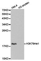 Western blot analysis of extracts of HeLa cell line and H3 protein expressed in E.coli., using H3K79me1 antibody.Rabbit anti-Human HIST3H3 Polyclonal Antibody