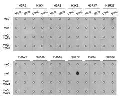Dot-blot analysis of all sorts of methylation peptides  using H3K79me1 antibody.Rabbit anti-Human HIST3H3 Polyclonal Antibody