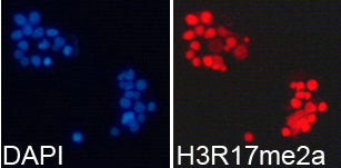 Immunofluorescence analysis of 293T cell using H3R17me2a antibody. Blue: DAPI for nuclear stainingRabbit anti-Human HIST3H3 Polyclonal Antibody