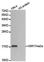 Western blot analysis of extracts of HeLa cell line and H3 protein expressed in E.coli., using H3R17me2a antibody.Rabbit anti-Human HIST3H3 Polyclonal Antibody