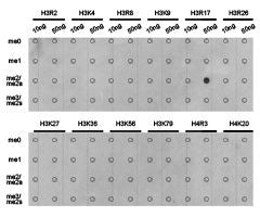 Dot-blot analysis of all sorts of methylation peptides using H3R17me2a antibody.Rabbit anti-Human HIST3H3 Polyclonal Antibody