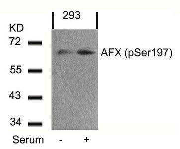 Western blot analysis of extracts from 293 cells untreated or treated with serum using AFX(Phospho-Ser197) Antibody.Rabbit anti-Human FOXO4 Polyclonal Antibody