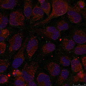 Immunofluorescence staining of methanol-fixed Hela cells using GATA1(Phospho-Ser142) Antibody.Rabbit anti-Human GATA1 Polyclonal Antibody