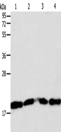 Gel: 12%SDS-PAGE, Lysate: 40 μg, Lane 1-4: Lncap cells, SKOV3 cells, MCF7 cells, 293T cells, Primary antibody: DIABLO Antibody(DIABLO Antibody) at dilution 1/1000, Secondary antibody: Goat anti rabbit IgG at 1/8000 dilution, Exposure time: 1 secondRabbit anti-Human DIABLO Polyclonal Antibody