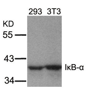 Western blot analysis of extracts from 293 and 3T3 cells using IkB-a(Ab-32/36) Antibody.Rabbit anti-Human NFKBIA Polyclonal Antibody