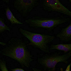 Immunofluorescence staining of methanol-fixed Hela cells using HDAC4/HDAC5/HDAC9(Ab-246/259/220) Antibody.Rabbit anti-Human HDAC4/HDAC5/HDAC9 Polyclonal Antibody