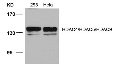 Western blot analysis of extracts from 293 and Hela cells using HDAC4/HDAC5/HDAC9(Ab-246/259/220) Antibody.Rabbit anti-Human HDAC4/HDAC5/HDAC9 Polyclonal Antibody