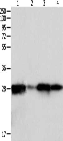 Gel: 12%SDS-PAGE, Lysate: 60 μg, Lane 1-4: Hela cells, mouse intestinum tenue tissue, 293T cells, 231 cells, Primary antibody: PRDX6 Antibody(PRDX6 Antibody) at dilution 1/300, Secondary antibody: Goat anti rabbit IgG at 1/8000 dilution, Exposure time: 1 secondRabbit anti-Human PRDX6 Polyclonal Antibody