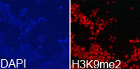 Immunofluorescence analysis of 293T cell using  H3K9me2 antibody. Blue: DAPI for nuclear staining.Rabbit anti-Human HIST3H3 Polyclonal Antibody