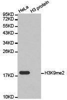 Western blot analysis of extracts of HeLa cell line and H3 protein expressed in E.coli., using H3K9me2 antibody.Rabbit anti-Human HIST3H3 Polyclonal Antibody