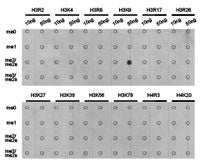 Dot-blot analysis of all sorts of methylation peptides  using H3K9me2 antibody.Rabbit anti-Human HIST3H3 Polyclonal Antibody