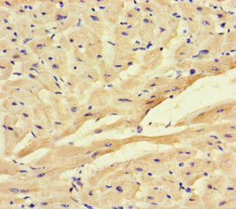 Immunohistochemistry of paraffin-embedded human heart tissue using the antibody at dilution of 1:100Rabbit anti-Human FSTL1 Polyclonal Antibody