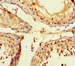 Immunohistochemistry of paraffin-embedded human testis tissue using FSTL1 Antibody at dilution of 1:100Rabbit anti-Human FSTL1 Polyclonal Antibody
