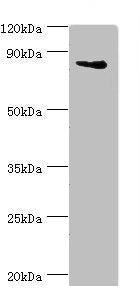 Western blot | All lanes: Interleukin enhancer-binding factor 3 antibody at 3μg/ml + HepG2 whole cell lysate | Secondary | Goat polyclonal to rabbit IgG at 1/10000 dilution | Predicted band size: 96, 77, 83, 76, 75 kDa | Observed band size: 96 kDaRabbit anti-Human ILF3 Polyclonal Antibody