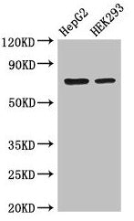 Western Blot  | Positive WB detected in: HepG2 whole cell lysate, HEK293 whole cell lysate  | All lanes: OS9 antibody at 3.4µg/ml  | Secondary  | Goat polyclonal to rabbit IgG at 1/50000 dilution  | Predicted band size: 76, 70, 68, 74, 66, 64, 61 kDa  | Observed band size: 70 kDaRabbit anti-Human OS9 Polyclonal Antibody