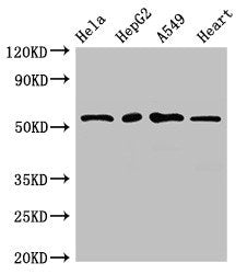 Western Blot  | Positive WB detected in: Hela whole cell lysate, HepG2 whole cell lysate, A549 whole cell lysate, Mouse heart tissue  | All lanes: MEF2D antibody at 2.7µg/ml  | Secondary  | Goat polyclonal to rabbit IgG at 1/50000 dilution  | Predicted band size: 56, 57, 51, 50 kDa  | Observed band size: 56 kDa