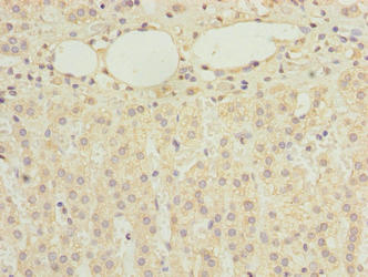 Immunohistochemistry of paraffin-embedded human adrenal gland tissue using RBMS2 Antibody at dilution of 1:100Rabbit anti-Human RBMS2 Polyclonal Antibody