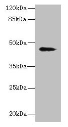 Western blot  | All lanes: RBMS2 antibody at 0.5µg/ml + MCF-7 whole cell lysate  | Secondary  | Goat polyclonal to rabbit IgG at 1/10000 dilution  | Predicted band size: 44 kDa  | Observed band size: 44 kDaRabbit anti-Human RBMS2 Polyclonal Antibody