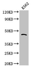 Western Blot  | Positive WB detected in: K562 whole cell lysate  | All lanes: CDC37 antibody at 2.7µg/ml  | Secondary  | Goat polyclonal to rabbit IgG at 1/50000 dilution  | Predicted band size: 45 kDa  | Observed band size: 45 kDaRabbit anti-Human CDC37 Polyclonal Antibody