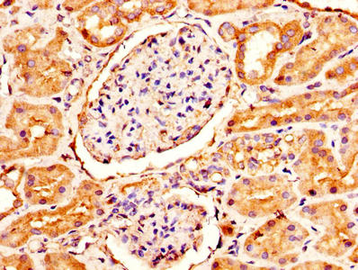 IHC image of the antibody diluted at 1:300 and staining in paraffin-embedded human kidney tissue performed on a Leica BondTM system. After dewaxing and hydration, antigen retrieval was mediated by high pressure in a citrate buffer (pH 6.0). Section was blocked with 10% normal goat serum 30min at RT. Then primary antibody (1% BSA) was incubated at 4°C overnight. The primary is detected by a biotinylated secondary antibody and visualized using an HRP conjugated SP system.Rabbit anti-Human GUCA2B Polyclonal Antibody