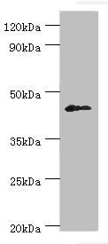 Western blot | All lanes: Dual specificity protein phosphatase 7 antibody at 10μg/ml + HepG2 whole cell lysate | Secondary | Goat polyclonal to rabbit IgG at 1/10000 dilution | Predicted band size: 45, 41 kDa | Observed band size: 45 kDaRabbit anti-Human DUSP7 Polyclonal Antibody