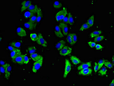Immunofluorescent analysis of HepG2 cells using SLAMF1 Antibody at dilution of 1:100 and Alexa Fluor 488-congugated AffiniPure Goat Anti-Rabbit IgG(H+L)Rabbit anti-Human SLAMF1 Polyclonal Antibody