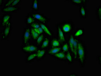 Immunofluorescent analysis of Hela cells using ITPR1 Antibody at dilution of 1:100 and Alexa Fluor 488-congugated AffiniPure Goat Anti-Rabbit IgG(H+L)