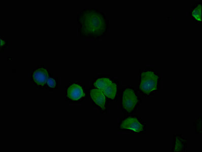 Immunofluorescence staining of MCF-7 cells with PSMD6 Antibody at 1:50, counter-stained with DAPI. The cells were fixed in 4% formaldehyde, permeabilized using 0.2% Triton X-100 and blocked in 10% normal Goat Serum. The cells were then incubated with the antibody overnight at 4°C. The secondary antibody was Alexa Fluor 488-congugated AffiniPure Goat Anti-Rabbit IgG(H+L).Rabbit anti-Human PSMD6 Polyclonal Antibody