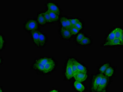 Immunofluorescent analysis of HepG2 cells using SNX17 Antibody at dilution of 1:100 and Alexa Fluor 488-congugated AffiniPure Goat Anti-Rabbit IgG(H+L)Rabbit anti-Human SNX17 Polyclonal Antibody