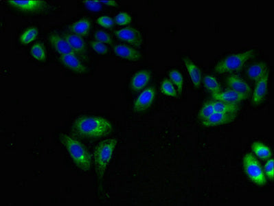Immunofluorescent analysis of HepG2 cells using ARL6IP1 Antibody at dilution of 1:100 and Alexa Fluor 488-congugated AffiniPure Goat Anti-Rabbit IgG(H+L)Rabbit anti-Human ARL6IP1 Polyclonal Antibody